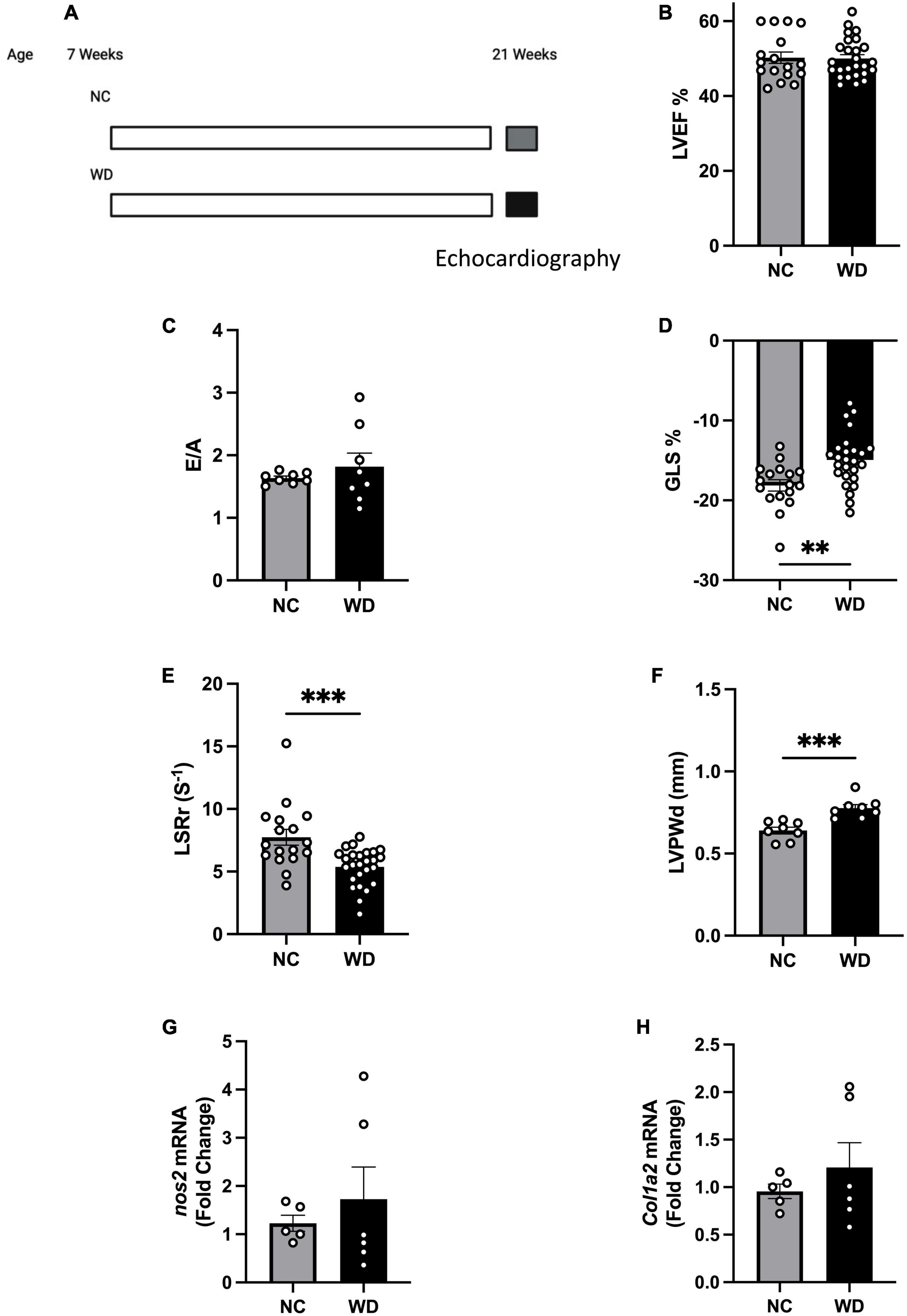 Fecal microbiome transplantation and tributyrin improves early cardiac dysfunction and modifies the BCAA metabolic pathway in a diet induced pre-HFpEF mouse model